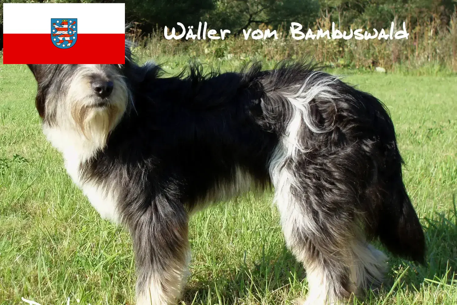 Wäller chiots et éleveurs Thuringe Ici, tu trouveras des éleveurs de Wäller en Thuringe.