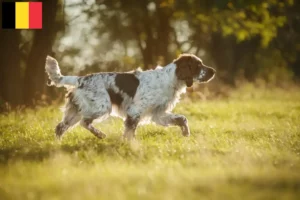Lire la suite à propos de l’article Éleveurs d’English Springer Spaniel et chiots en Belgique