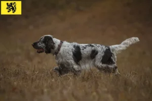Lire la suite à propos de l’article Éleveurs d’English Springer Spaniel et chiots en Flandre