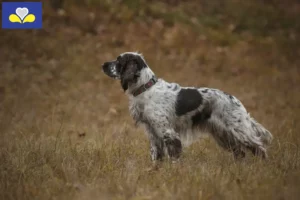 Lire la suite à propos de l’article Éleveurs d’English Springer Spaniel et chiots en Région de Bruxelles-Capitale
