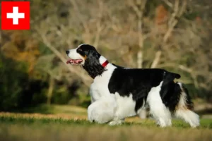 Lire la suite à propos de l’article English Springer Spaniel Éleveurs et chiots en Suisse