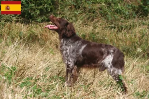 Lire la suite à propos de l’article Éleveurs d’Epagneul Breton et chiots en Espagne