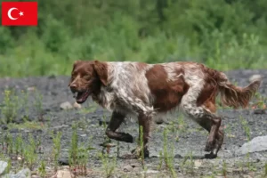 Lire la suite à propos de l’article Éleveurs d’Epagneul Breton et chiots en Turquie