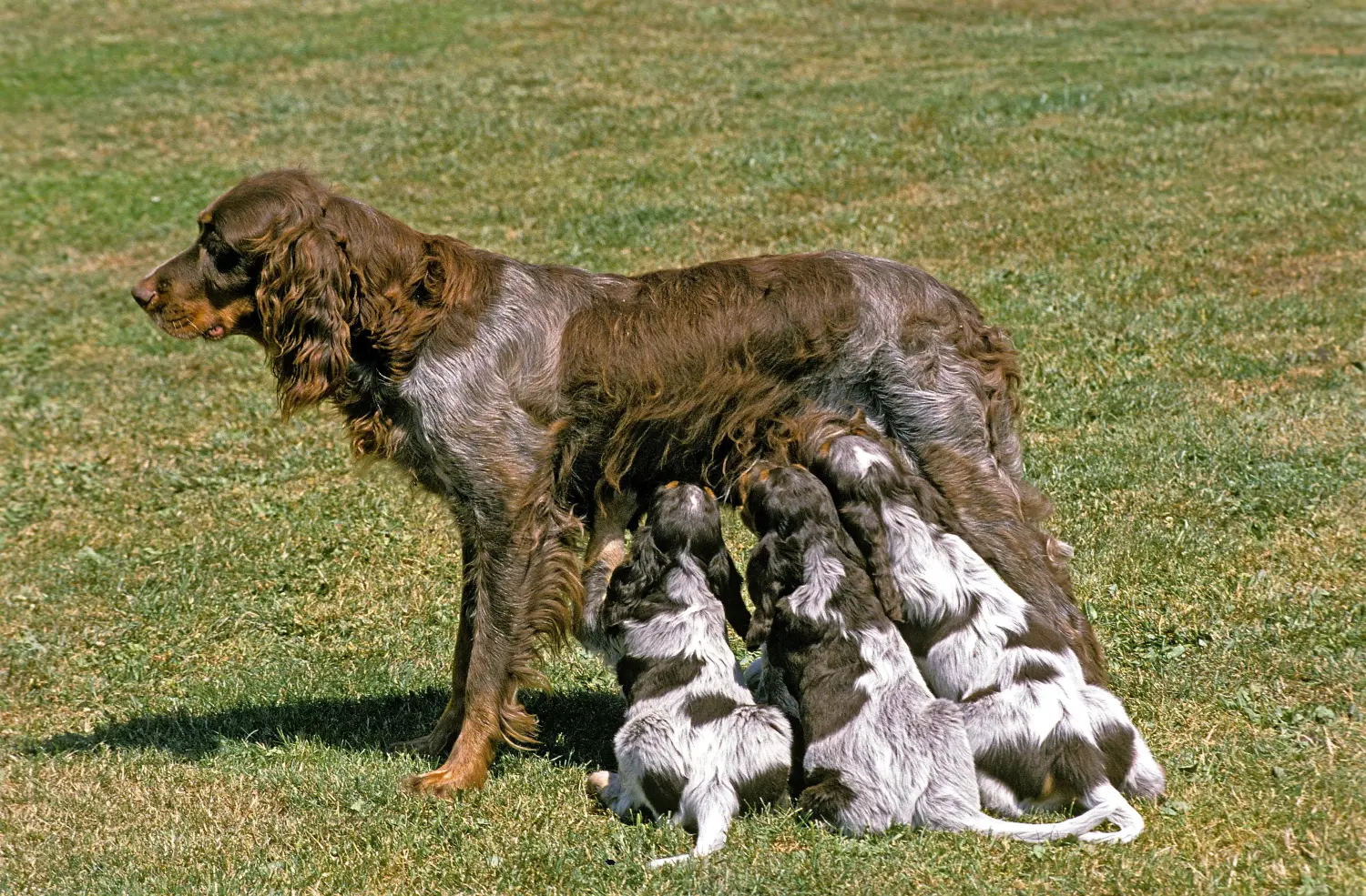 Acheter un chiot Épagneul Picard, c'est prendre ses responsabilités ! Acheter des chiots Épagneul Picard.