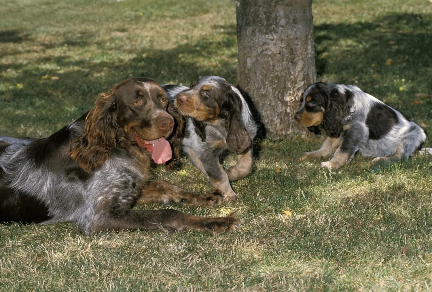 Acheter un chiot Épagneul Picard, c'est prendre ses responsabilités ! Acheter des chiots Épagneul Picard.