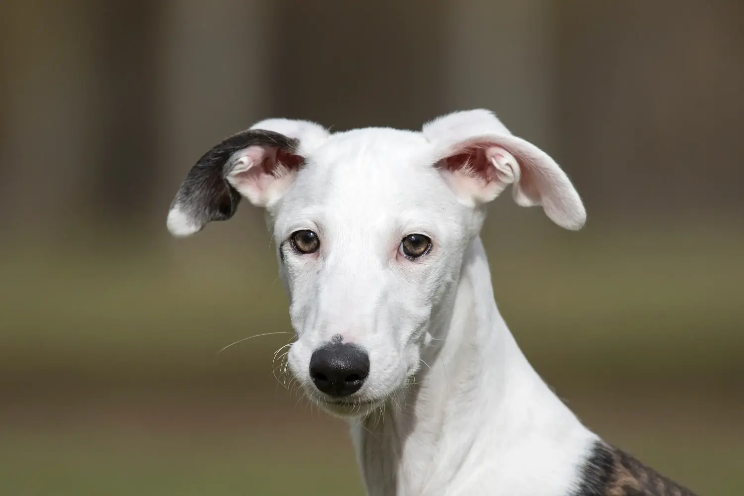Acheter un chiot galgo espanol, c'est prendre ses responsabilités ! Acheter des chiots Galgo Espanol.