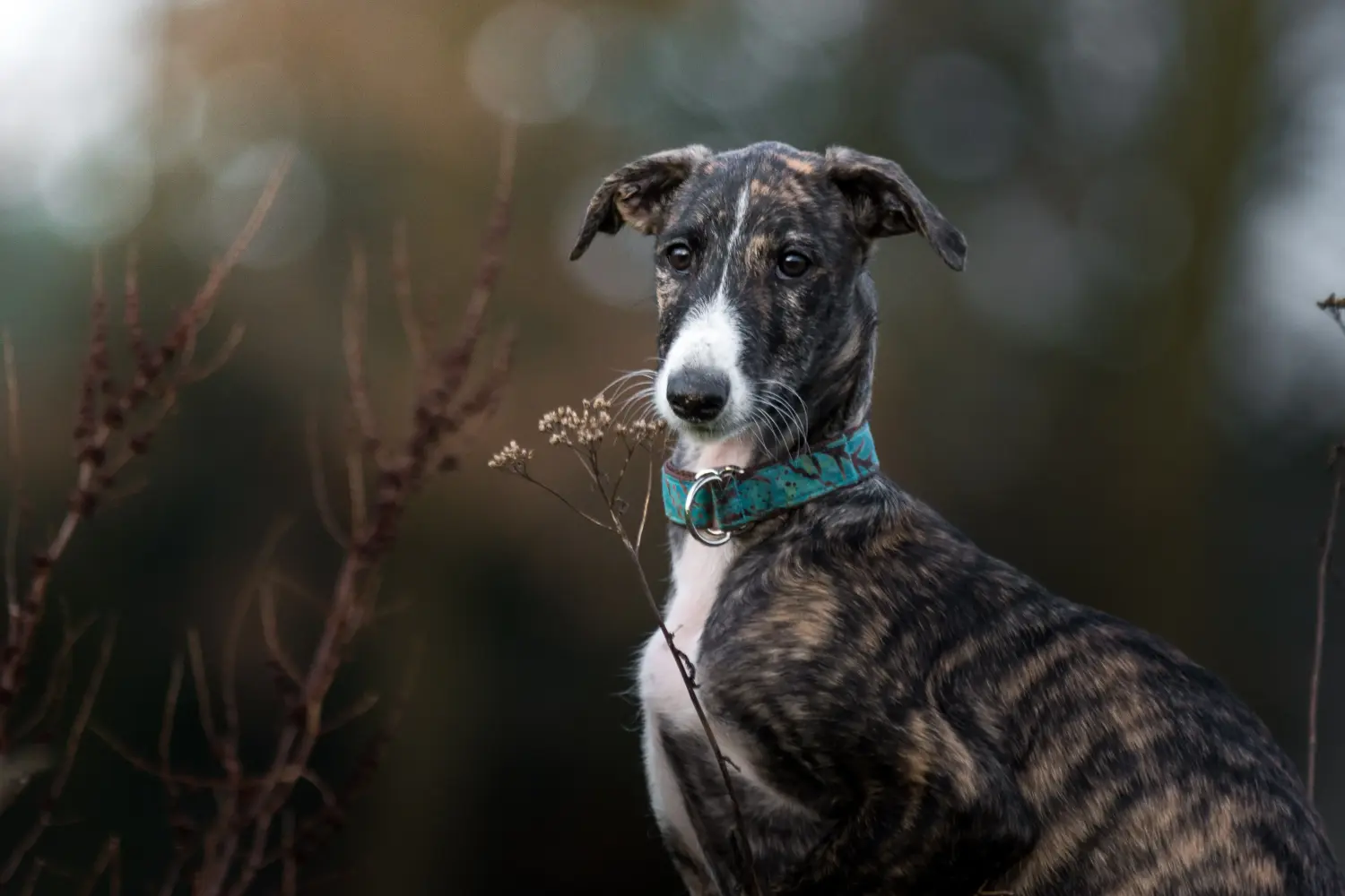Acheter un chiot galgo espanol, c'est prendre ses responsabilités ! Acheter des chiots Galgo Espanol.