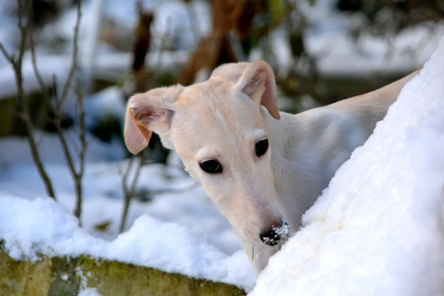 Acheter un chiot galgo espanol, c'est prendre ses responsabilités ! Acheter des chiots Galgo Espanol.