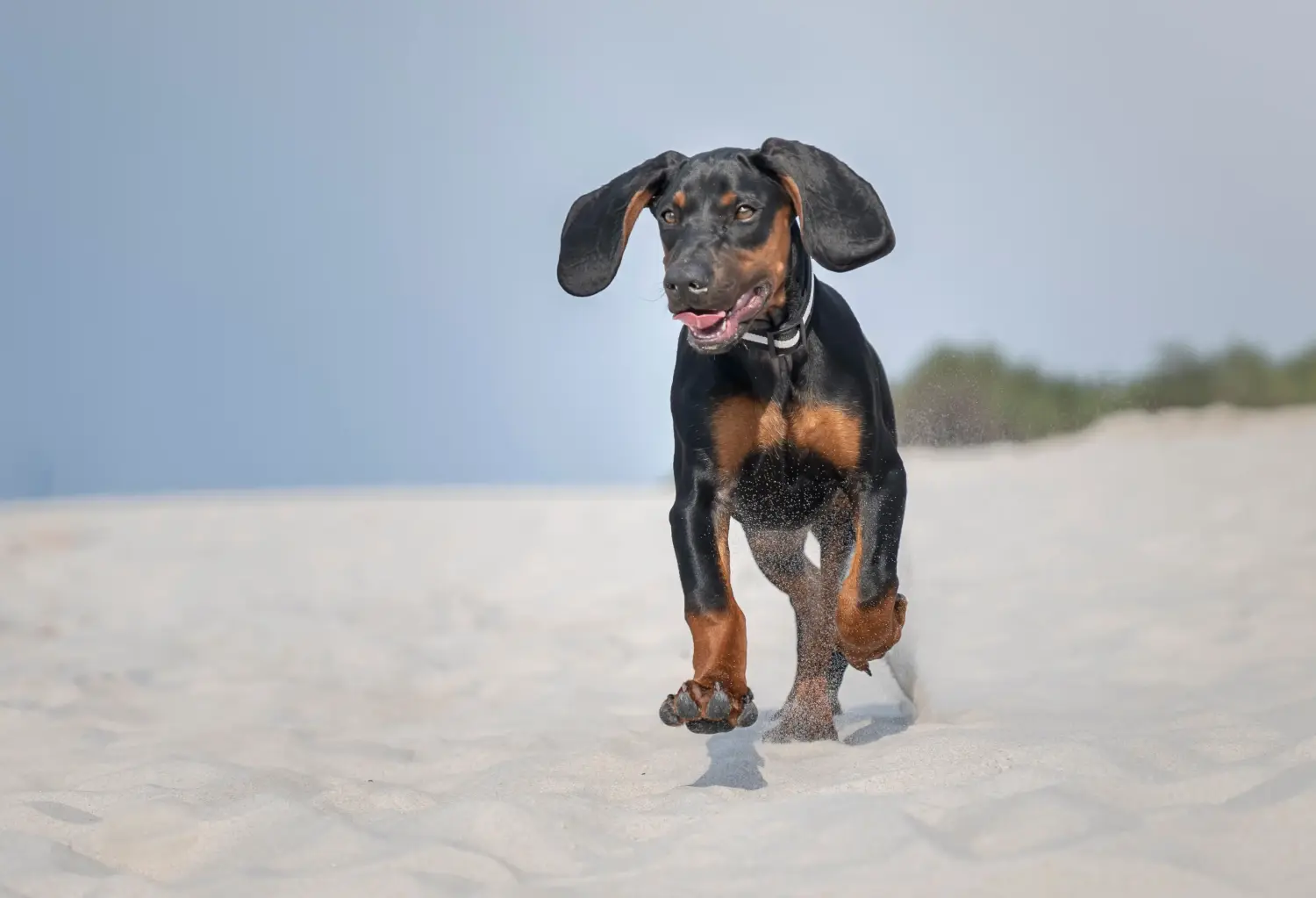 Acheter un chiot Gończy Polski, c'est prendre ses responsabilités ! Acheter des chiots Gończy Polski.