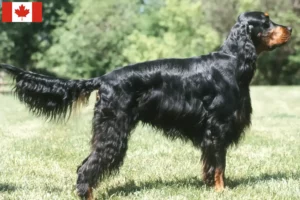 Lire la suite à propos de l’article Éleveurs de setter Gordon et chiots au Canada