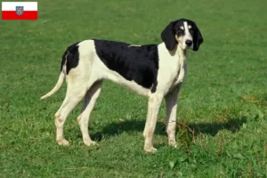 Lire la suite à propos de l’article Grand Anglo-Français éleveurs et chiots en Thuringe