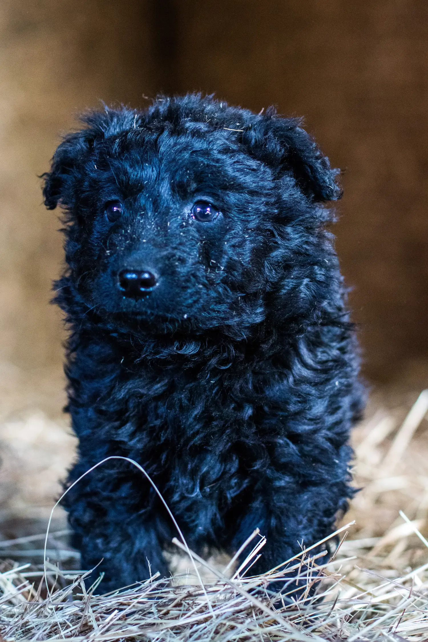 Acheter un chiot Hrvatski ovčar, c'est prendre ses responsabilités ! Acheter des chiots Hrvatski ovčar.