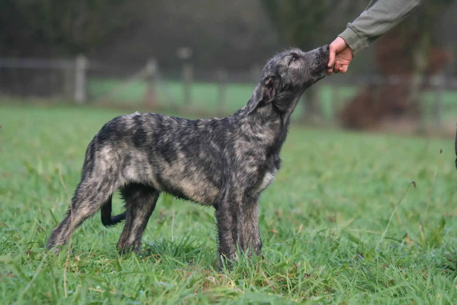 Acheter un chiot Irish Wolfhound, c'est prendre des responsabilités ! Acheter des chiots Irish Wolfhound.
