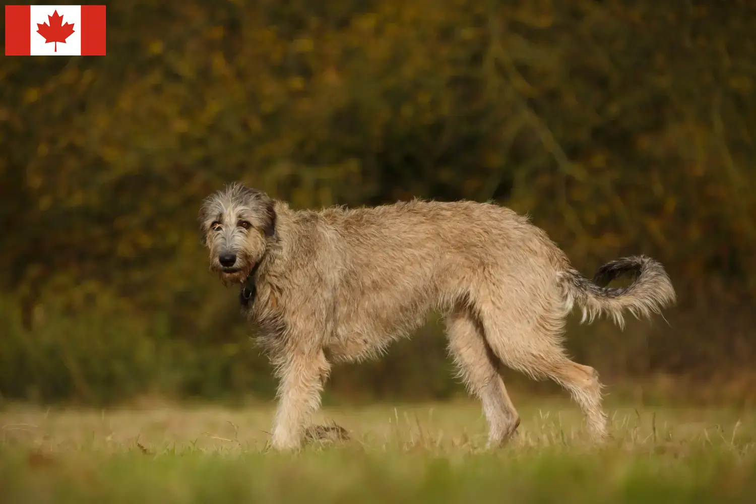 Irish Wolfhound chiots et éleveurs Canada Ici, tu trouveras des éleveurs d'Irish Wolfhounds au Canada.
