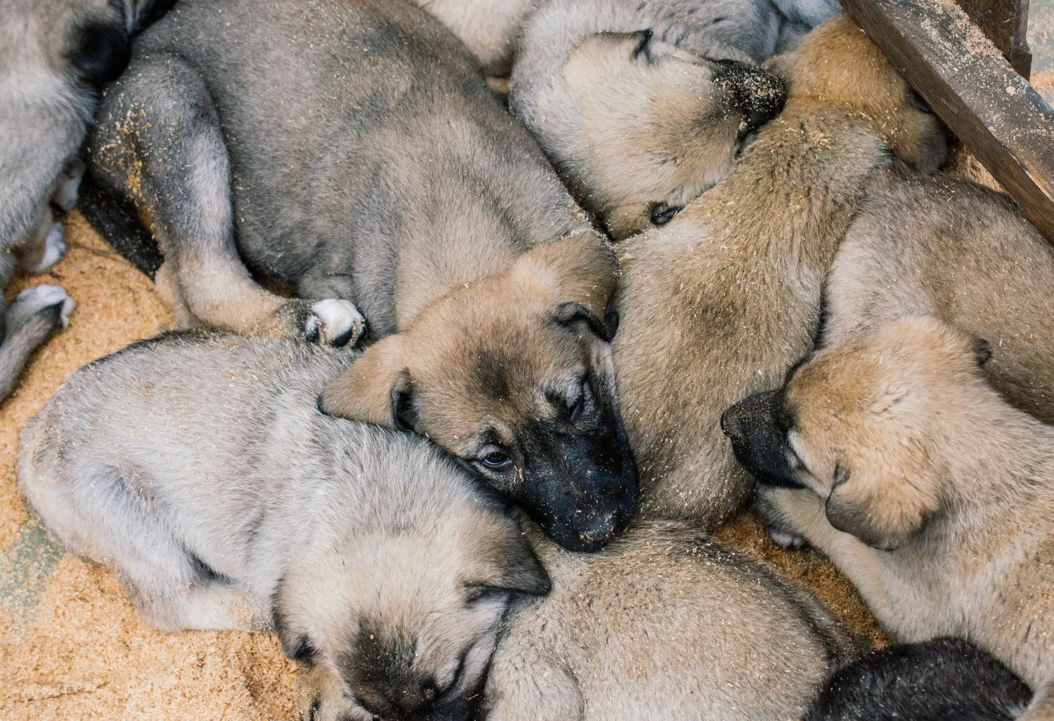 Acheter un chiot Kangal, c'est prendre ses responsabilités ! Acheter des chiots Kangal.