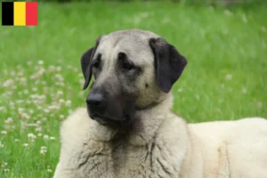 Lire la suite à propos de l’article Éleveurs de Kangal et chiots en Belgique