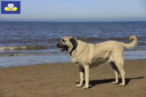 Lire la suite à propos de l’article Éleveurs de Kangal et chiots en Région de Bruxelles-Capitale