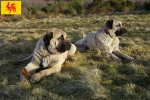 Lire la suite à propos de l’article Éleveurs de Kangal et chiots en Région wallonne