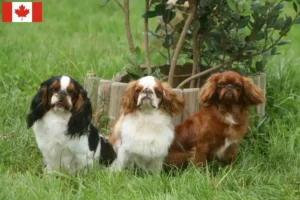 Lire la suite à propos de l’article Éleveurs d’épagneuls King Charles et chiots au Canada