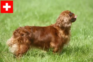 Lire la suite à propos de l’article Éleveurs d’épagneuls King Charles et chiots en Suisse
