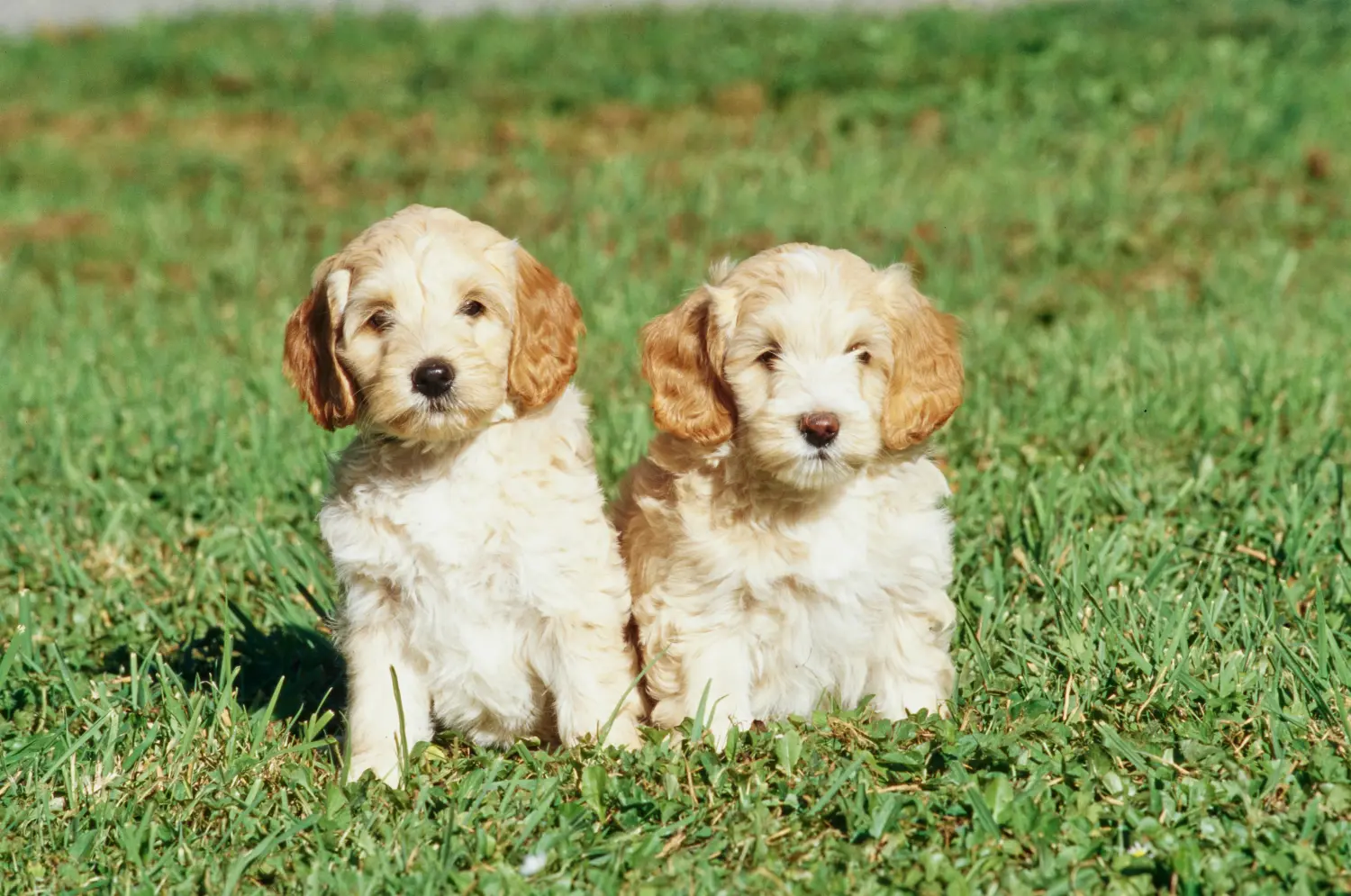 Acheter un chiot Labradoodle, c'est prendre ses responsabilités ! Acheter des chiots Labradoodle.