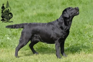 Lire la suite à propos de l’article Éleveurs de Labradors et chiots en Nouvelle-Calédonie