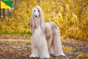 Lire la suite à propos de l’article Éleveurs de lévriers afghans et chiots en Guyane française