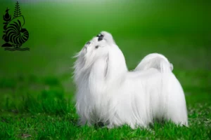 Lire la suite à propos de l’article Éleveurs de bichons maltais et chiots en Nouvelle-Calédonie