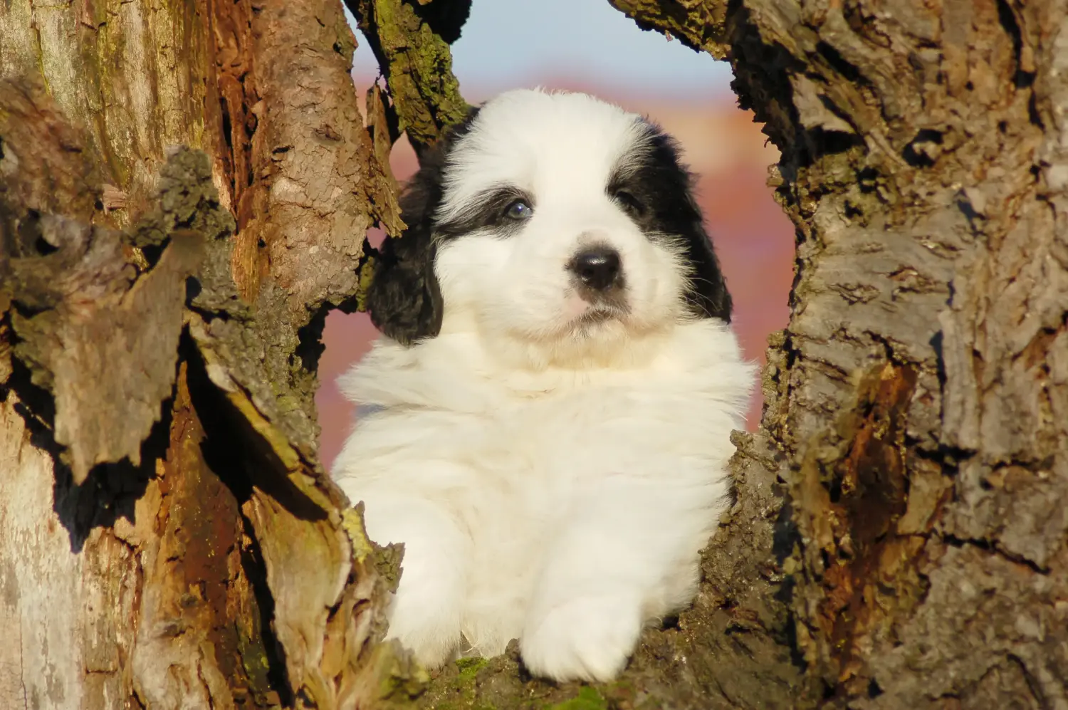 Acheter un chiot Mastín del Pirineo, c'est prendre ses responsabilités ! Acheter des chiots Mastín del Pirineo.