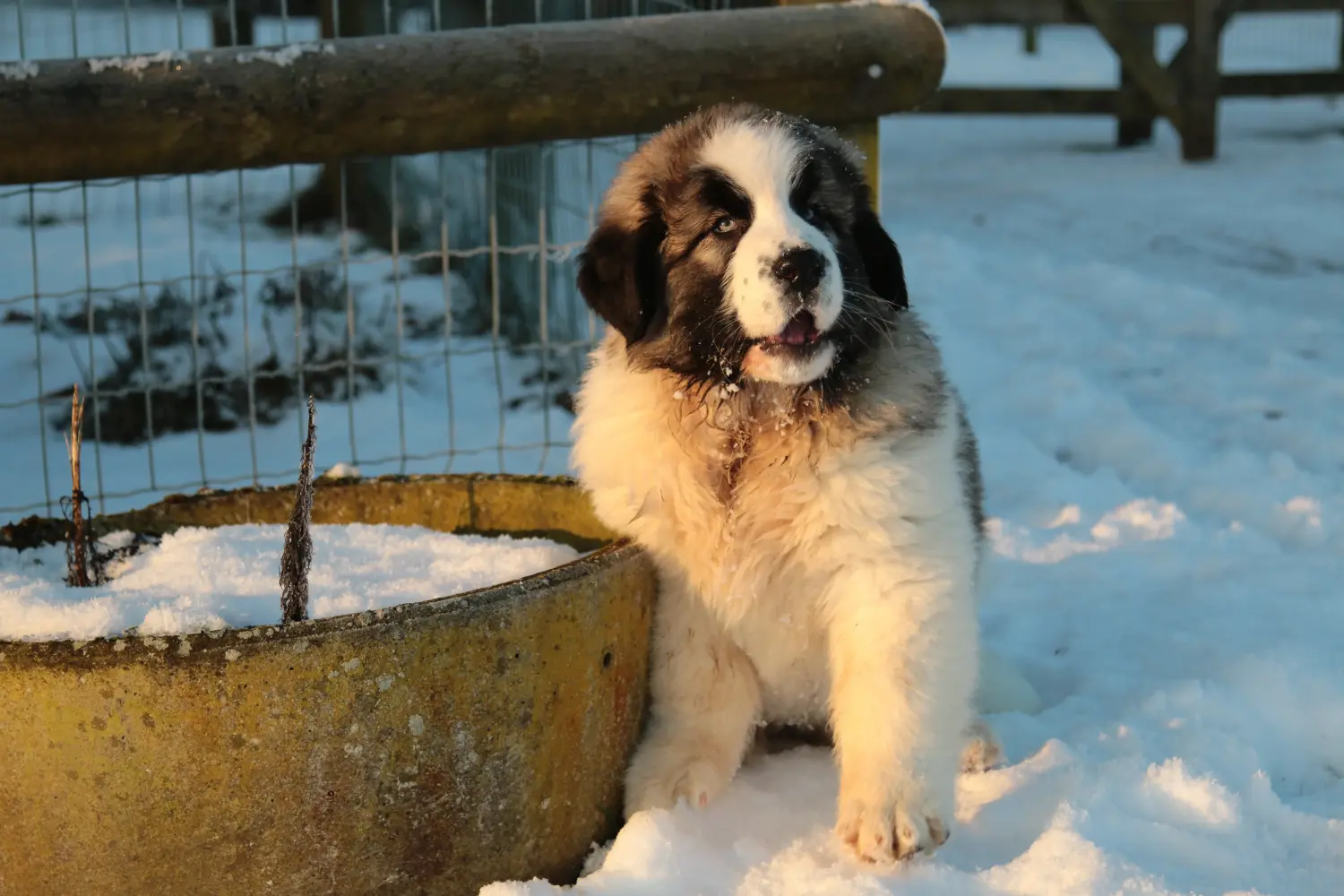 Acheter un chiot Mastín del Pirineo, c'est prendre ses responsabilités ! Acheter des chiots Mastín del Pirineo.