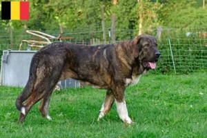 Lire la suite à propos de l’article Mastín Español Éleveurs et chiots en Belgique