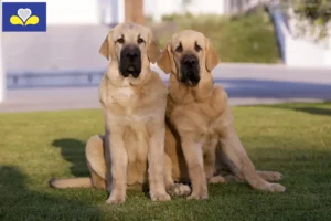 Lire la suite à propos de l’article Mastín Español Éleveurs et chiots en Région de Bruxelles-Capitale