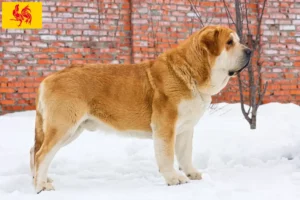 Lire la suite à propos de l’article Mastín Español Éleveurs et chiots en Région wallonne