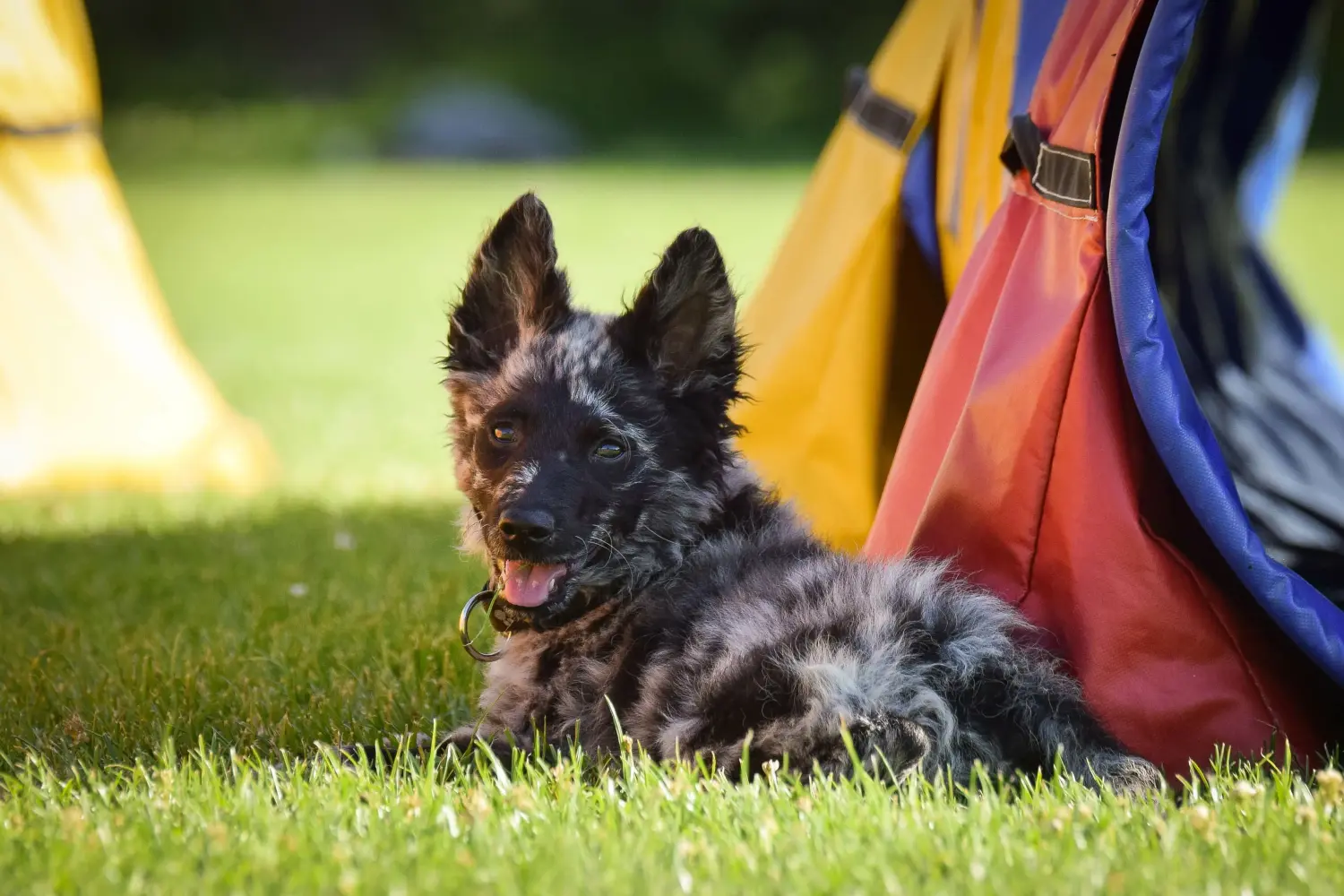 Acheter un chiot mudi, c'est prendre ses responsabilités ! Acheter des chiots mudi.