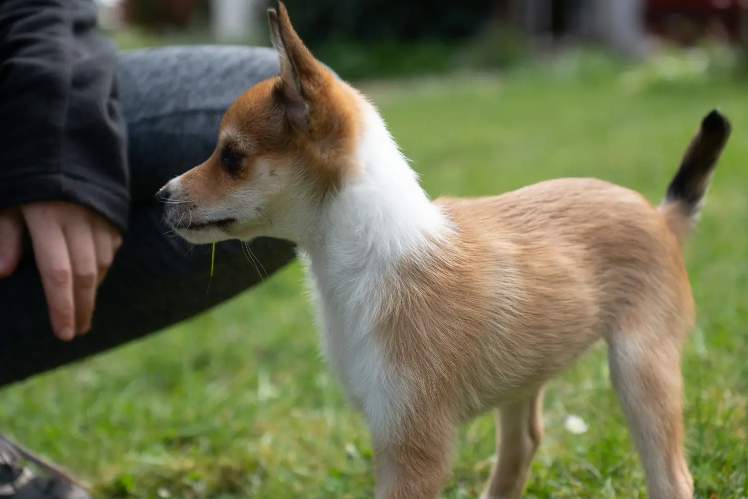 Acheter un chiot Lundehund norvégien, c'est prendre ses responsabilités ! Acheter un chiot Lundehund norvégien.