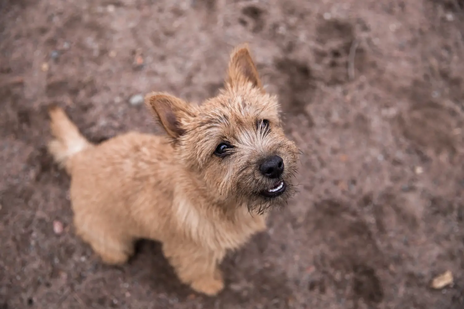 Acheter un chiot Norwich Terrier, c'est prendre ses responsabilités ! Acheter un chiot Norwich Terrier.