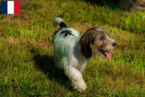 Lire la suite à propos de l’article Petit Basset Griffon Vendéen Éleveurs et chiots à la Réunion