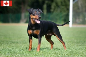 Lire la suite à propos de l’article Éleveurs de Pinscher nains et chiots au Canada