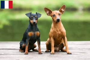 Lire la suite à propos de l’article Éleveurs de Pinscher nains et chiots en Martinique