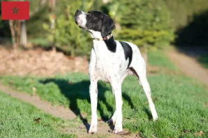 Lire la suite à propos de l’article Pointer anglais éleveurs et chiots au Maroc