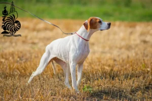 Lire la suite à propos de l’article Éleveurs de pointers anglais et chiots en Nouvelle-Calédonie