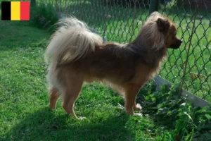Lire la suite à propos de l’article Pomchi éleveurs et chiots en Belgique