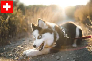 Lire la suite à propos de l’article Pomsky éleveurs et chiots en Suisse