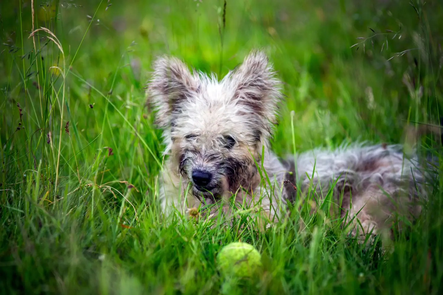 Acheter un chiot Pumi, c'est prendre ses responsabilités ! Acheter des chiots Pumi.