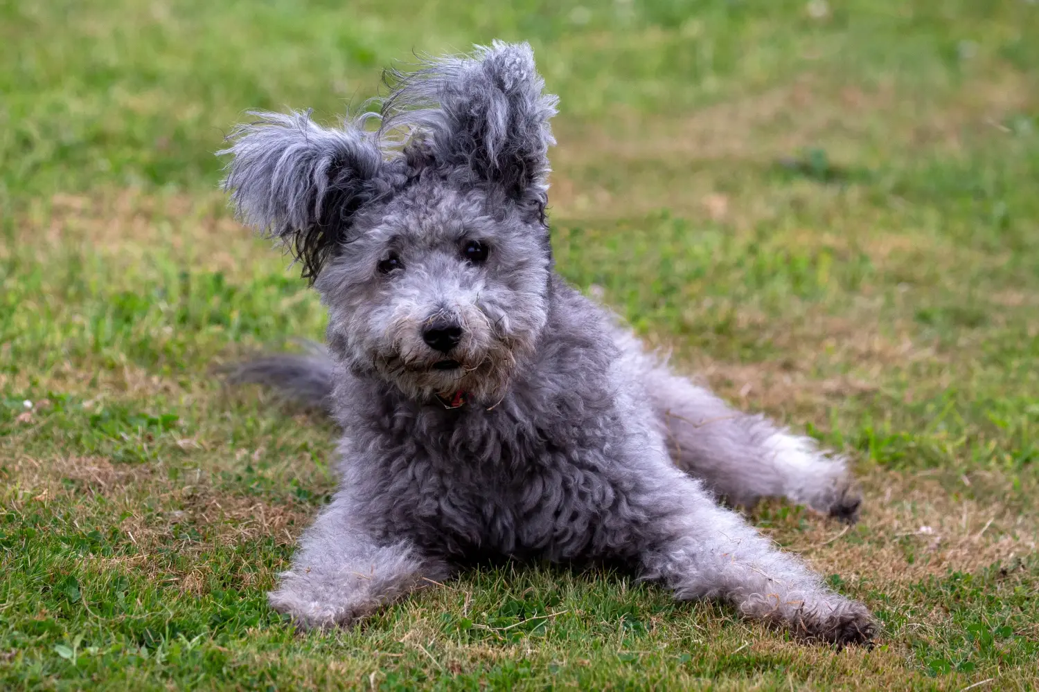 Acheter un chiot Pumi, c'est prendre ses responsabilités ! Acheter des chiots Pumi.