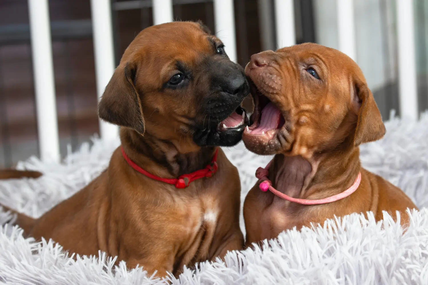 Acheter un chiot Rhodesian Ridgeback, c'est prendre ses responsabilités ! Acheter des chiots Rhodesian Ridgeback.