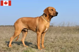 Lire la suite à propos de l’article Éleveurs de Rhodesian Ridgeback et chiots au Canada