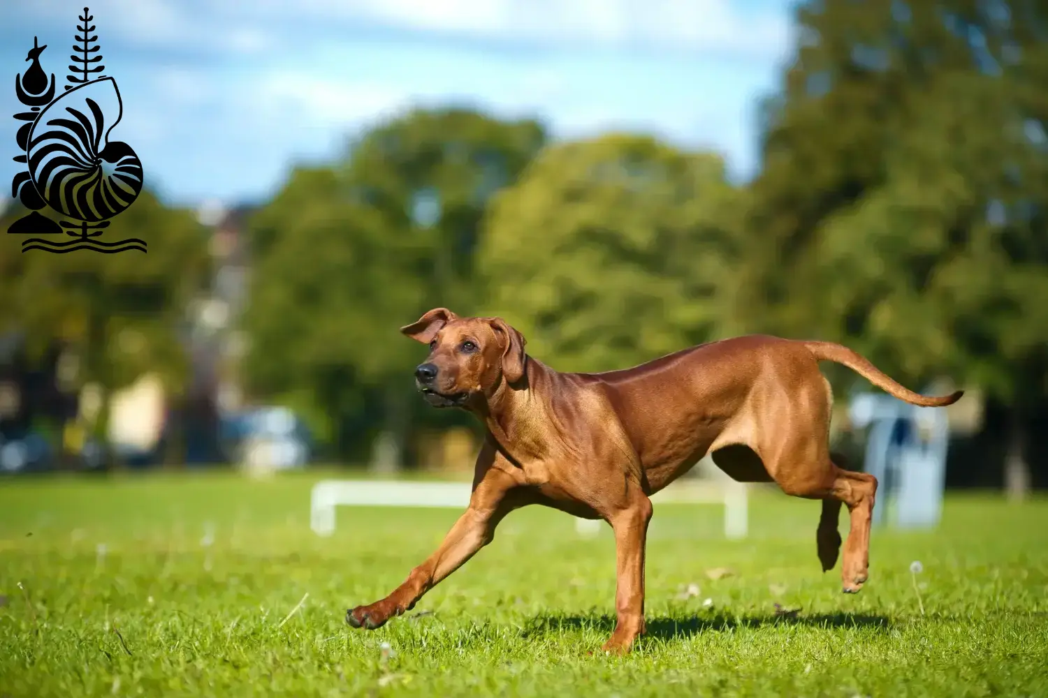 Rhodesian Ridgeback chiots et éleveurs Nouvelle-Calédonie Ici, tu trouveras des éleveurs de Rhodesian Ridgebacks en Nouvelle-Calédonie.