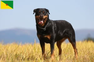 Lire la suite à propos de l’article Éleveurs de Rottweilers et chiots en Guyane française