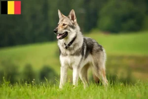 Lire la suite à propos de l’article Éleveurs de chiens-loups de Saarloos et chiots en Belgique